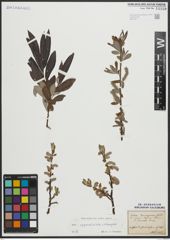 Foto von Salix appendiculata Vill. x Salix eleagnos Scop.